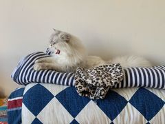 -熊小胖宠物生活馆(天华园店)