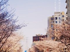 -高东镇樱花园