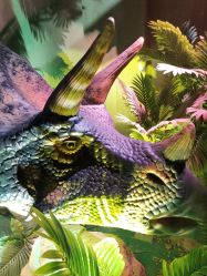 点击看大图 -恐龙探索乐园(磁器口店)