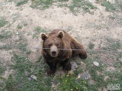 -新疆天山野生动物园