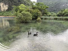 -靖西鹅泉风景区
