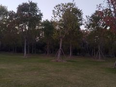 -上海海湾国家森林公园