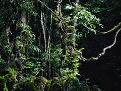 -莫里热带雨林景区
