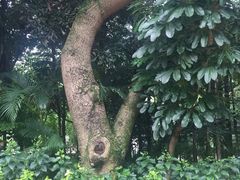 -九龙公园