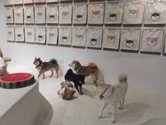 -柴务处·柴犬主题狗咖