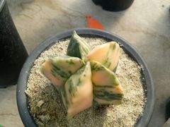 -龙大花卉苗木市场