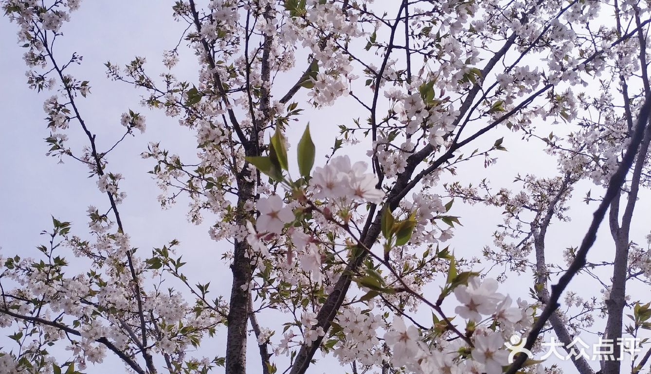 呼吸一下新鲜空气，无意间发现一小片樱花盛开，美不胜收