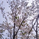 呼吸一下新鲜空气，无意间发现一小片樱花盛开，美不胜收