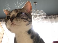 -有猫儿腻咖啡厅.猫咖