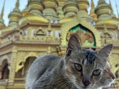 -西双版纳勐泐文化旅游区