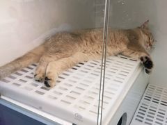 -lincat·猫舍(广州店)