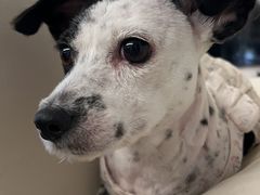 -帕帕拉兹宠物(亚洲旗舰店)