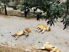 -大连森林动物园