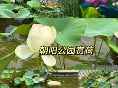 -白洋淀景区