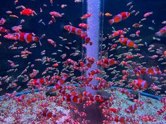 -海合安成都极地海洋公园