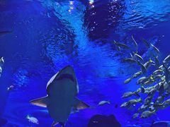 -海合安武汉极地海洋公园