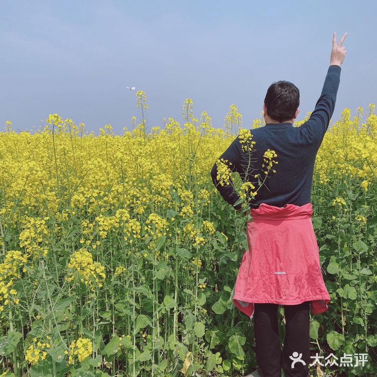 看油菜花?重庆复盛欢迎你(怀念篇)