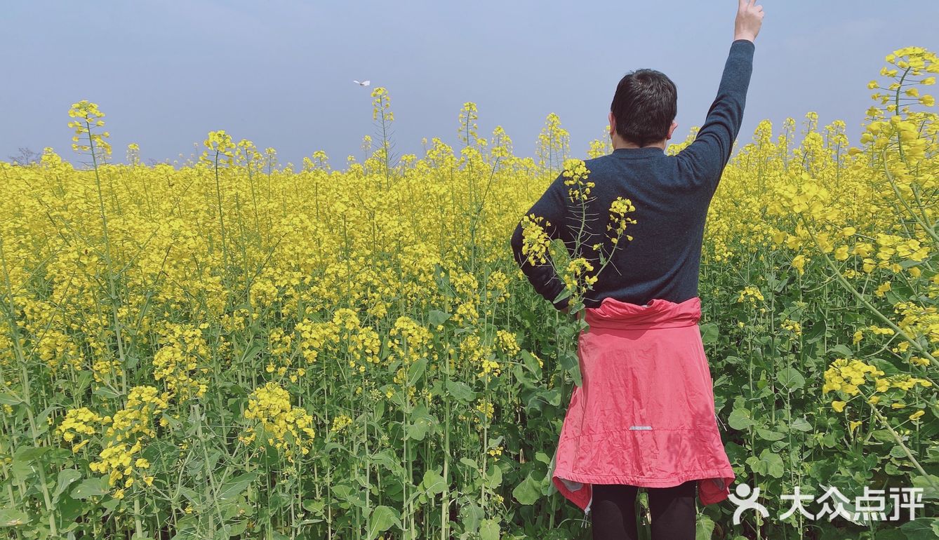 看油菜花？重庆复盛欢迎你（怀念篇）
