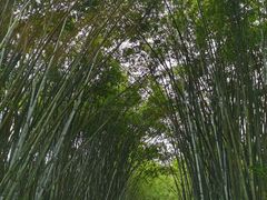 -海南热带野生动植物园