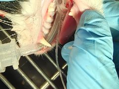 -瑞派申生动物医院·24H夜诊·国际动物医疗中心·骨外科(吴中路店)