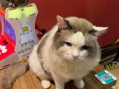 -猫色咖啡·猫咖