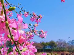 -南国桃园旅游度假区