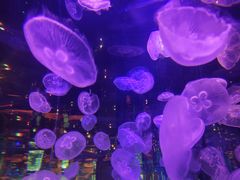 -石家庄海洋公园