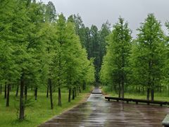 -黄海国家森林公园