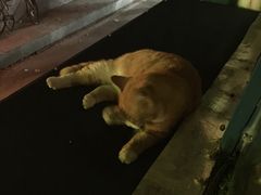 -Sirena海妖日咖夜酒