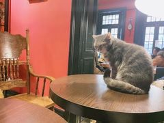 -猫色咖啡·猫咖