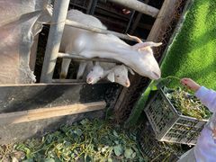 -小鱼草莓采摘园农家乐·小鱼餐厅