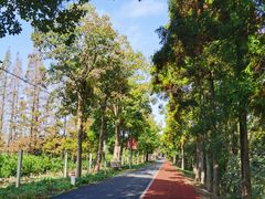 -上海长兴岛郊野公园