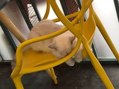 -喵屿·大理花园猫咖