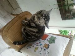 android_upload_pic-海边的猫和咖啡馆