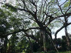 景点-瑞丽独树成林风景区