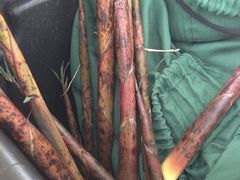 -金鸡湖高尔夫会员专属俱乐部