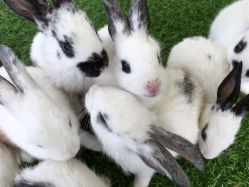 -萌宠亲子动物乐园(槐房万达店)