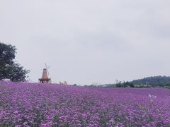-大塘金香草谷