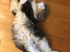 -猫大福·Fortune Cat猫舍(百子湾店)
