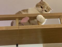 -滚猫咖啡·猫咖·猫友好撸猫(未来城店)