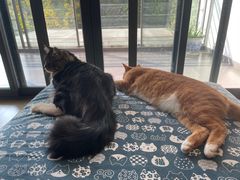 -瑞鹏瑞爱宠物医院·全科·猫科·血液透析中心(龙头寺店)