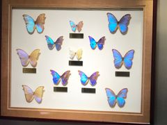 -上海昆虫博物馆