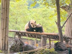 -都江堰中华大熊猫苑