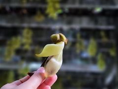 -中国科学院华南植物园
