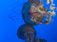 -太平洋海底世界