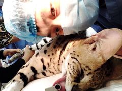 -宠爱国际动物医院· 猫科· 外科·中兽医(长白店)