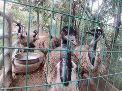 -青藏高原野生动物园