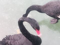 -芭东小镇温泉