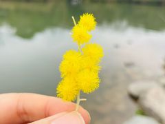 -成都大熊猫繁育研究基地