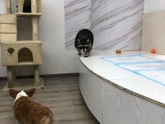-浣熊柯尔鸭土拨鼠·电玩咖